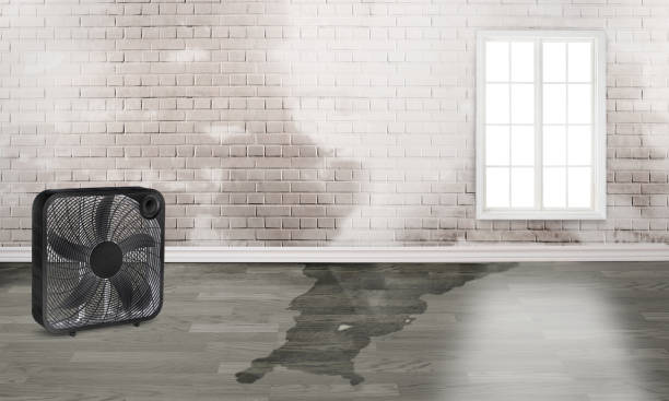 Best Mold removal after water damage  in Pomeroy, WA